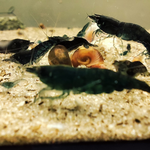 Crevettes green jade dark neocaridina