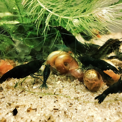 Crevettes green jade dark neocaridina