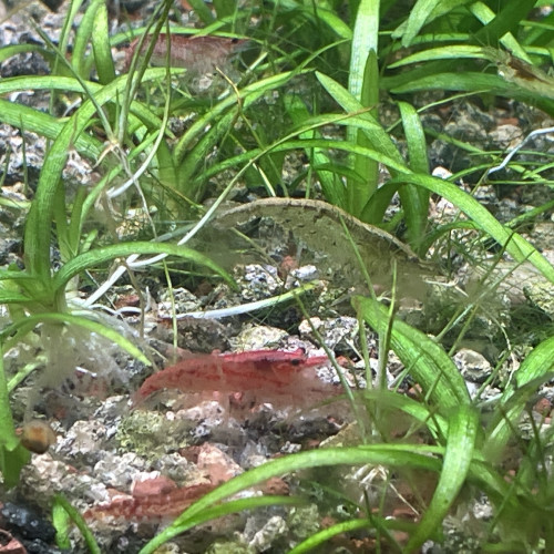 A vendre crevettes