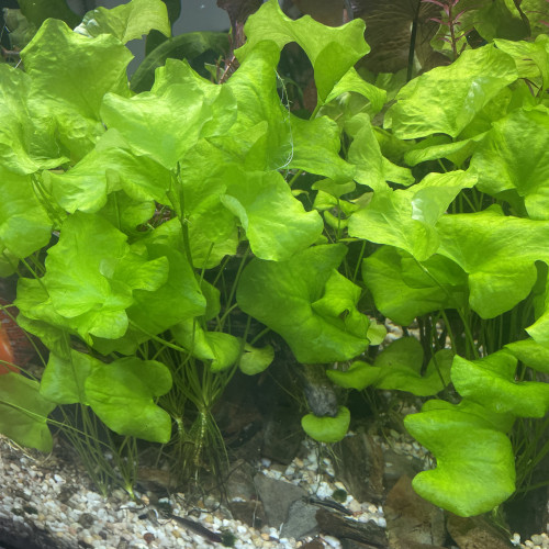 Plantes : Nymphoides de Tawain