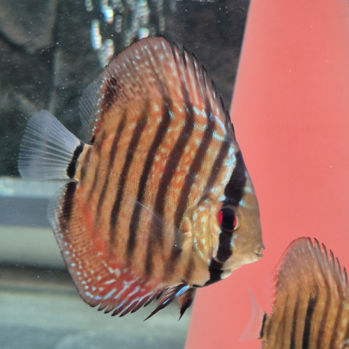 Discus Ica Red
