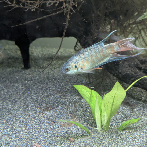 Macropodus Opercularis