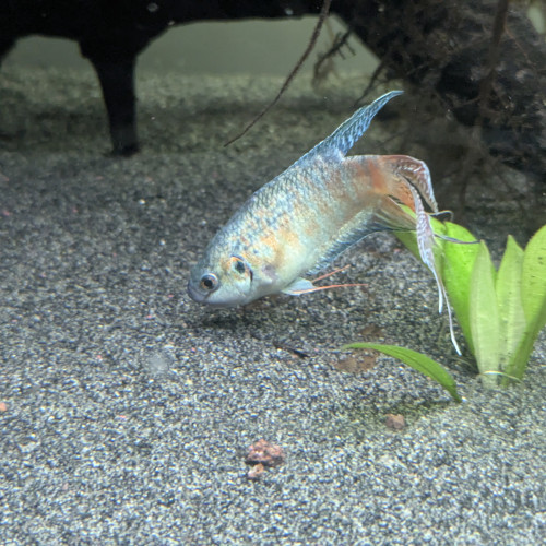 Macropodus Opercularis