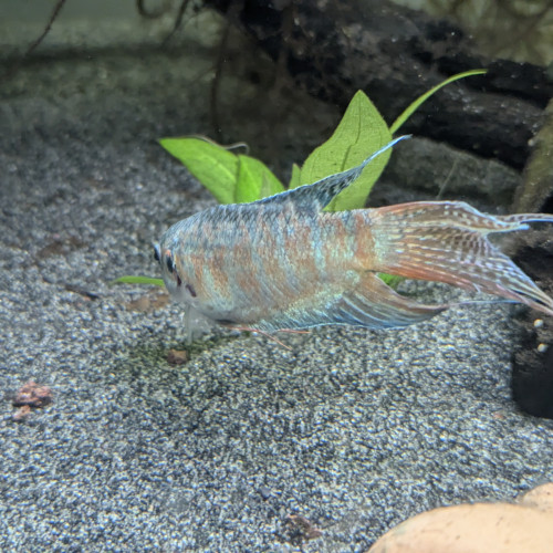 Macropodus Opercularis