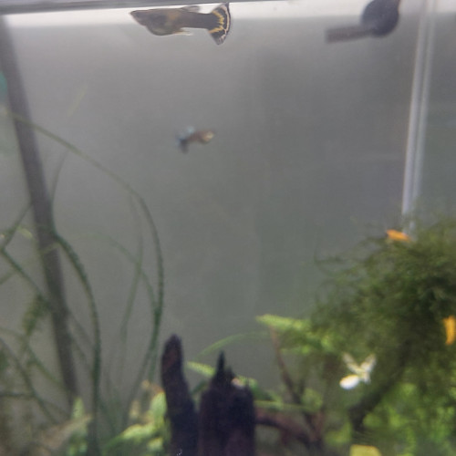 Guppy mâle floral jaune