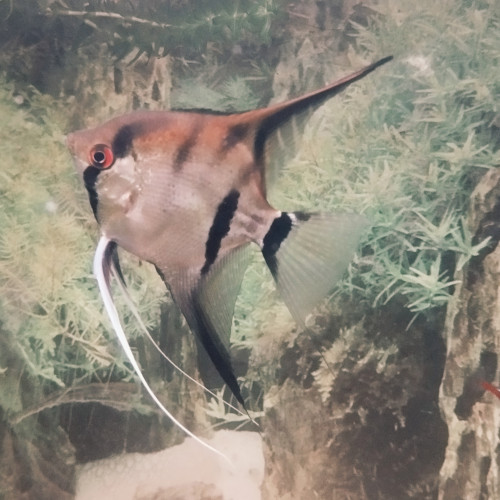 Scalaire Manacapuru