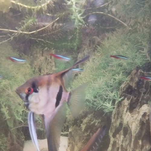 Scalaire Manacapuru