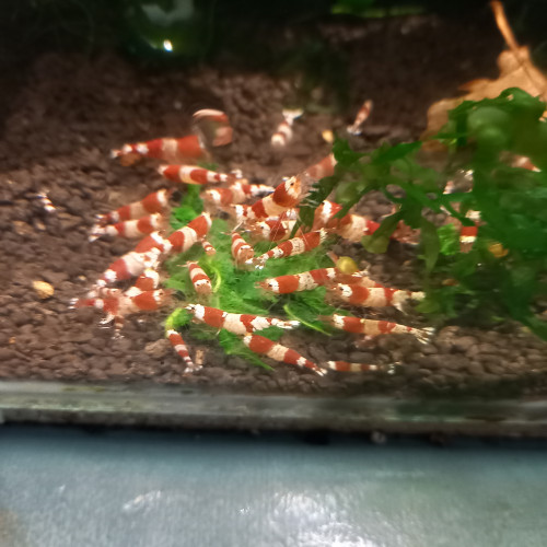 Caridina cf. cantonensis Crystal Red