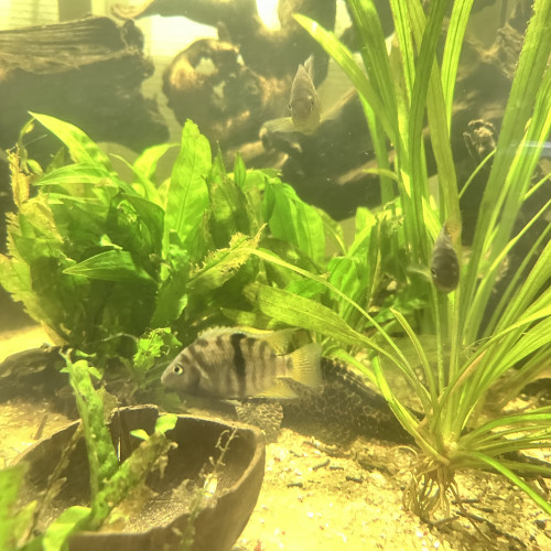 Poissons nigros