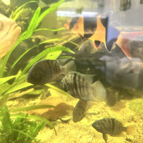 Poissons nigros