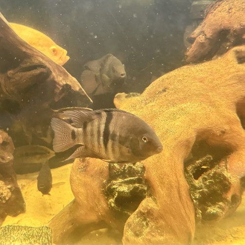Poissons nigros