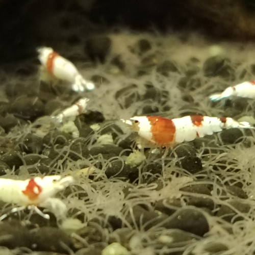 Crevettes red crystal