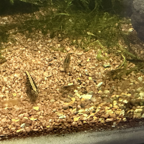 Neocaridina Sauvages Déclassés