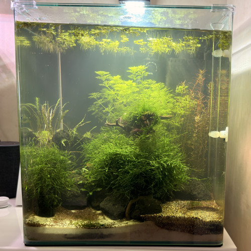 Neocaridina Sauvages Déclassés