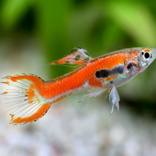 Guppys endler