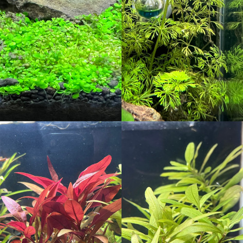 Plantes