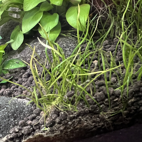 Plantes