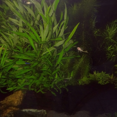 Ancistrus gold