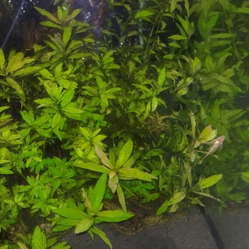 Ancistrus gold