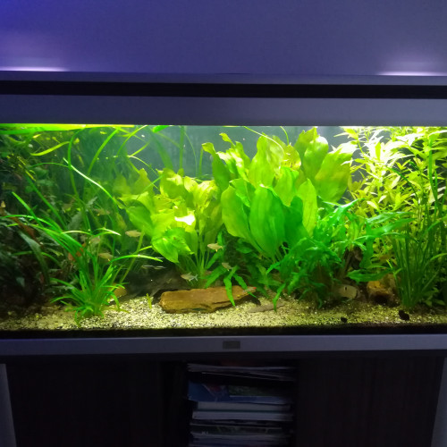 Urgent cause séparation vente aquarium amazonien