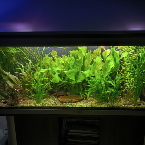 Urgent cause séparation vente aquarium amazonien