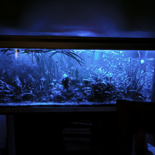 Urgent cause séparation vente aquarium amazonien