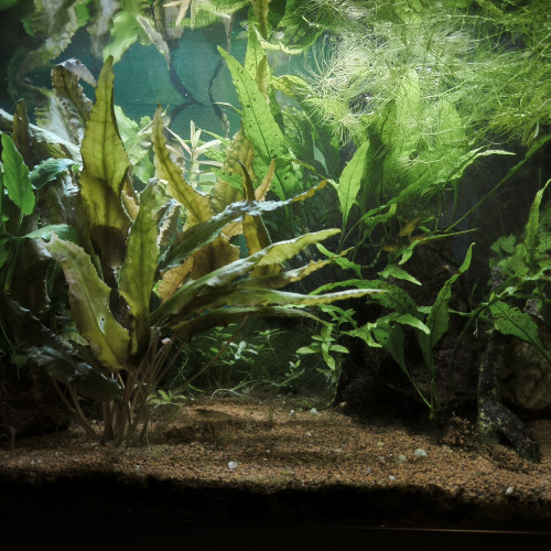 Urgent cause séparation vente aquarium amazonien