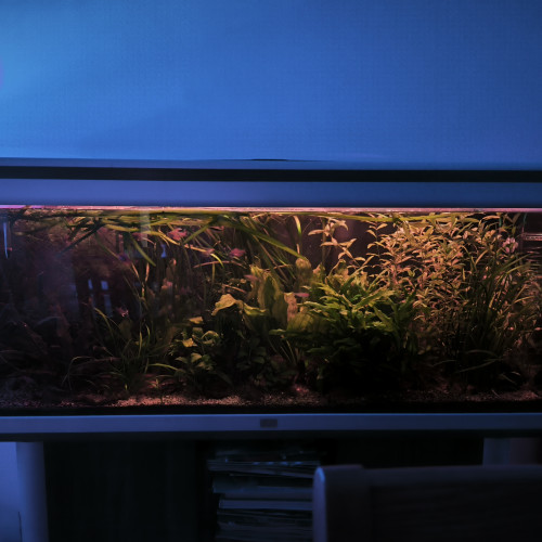 Urgent cause séparation vente aquarium amazonien