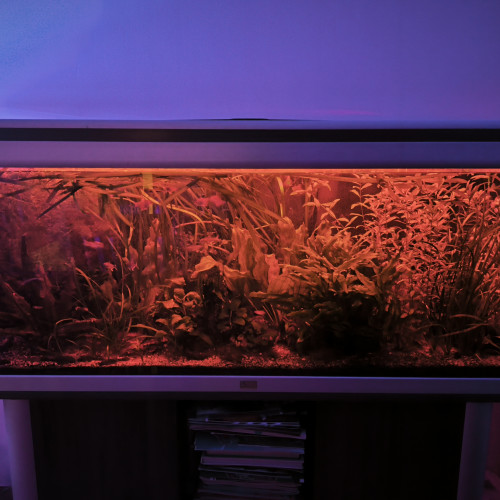 Urgent cause séparation vente aquarium amazonien
