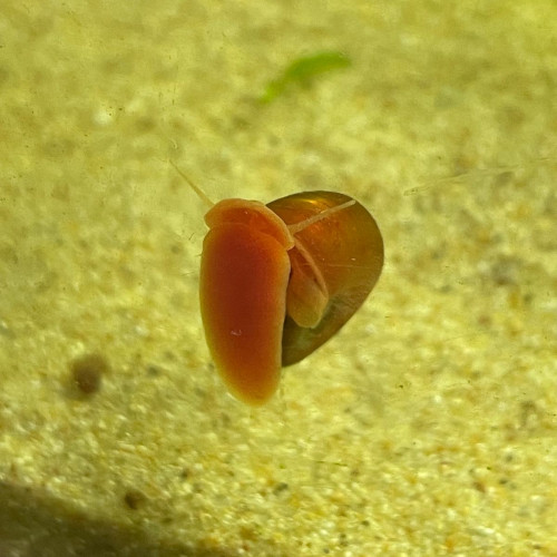 Planorbes rouges, Bruns, Physes.