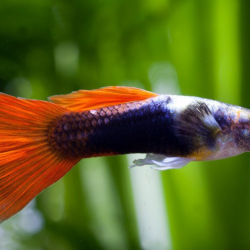 Guppys adultes mâles et femelles