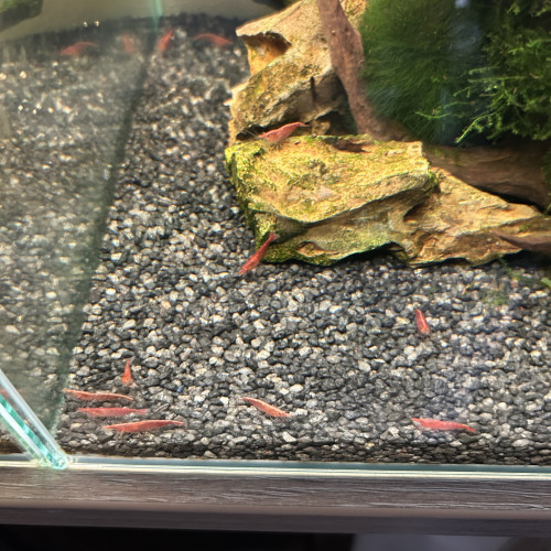 Neocaridina