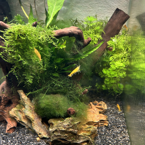 Neocaridina