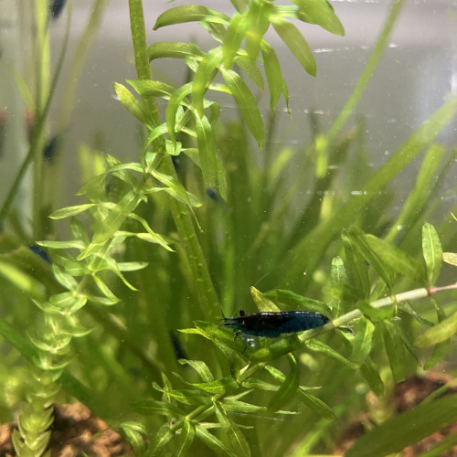 Crevettes Blue velvet (bleu intense)