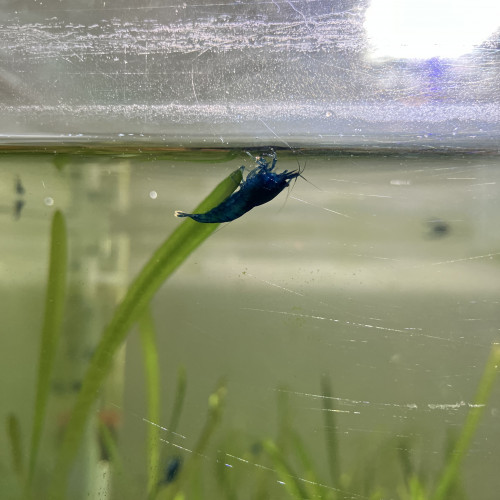 Crevettes Blue velvet (bleu intense)
