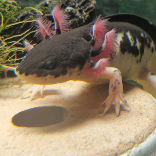Axolotl arlequins