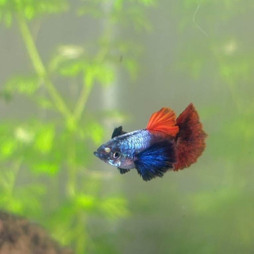 Guppy sélection couple  Dumbo red tail