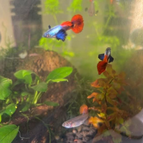 Guppy sélection couple  Dumbo red tail
