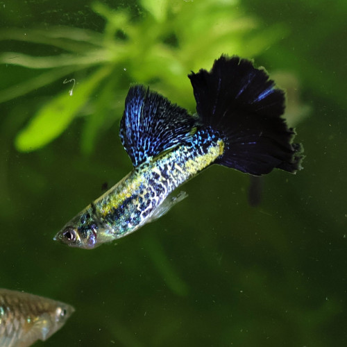 Guppy sélection Cobra blue navy