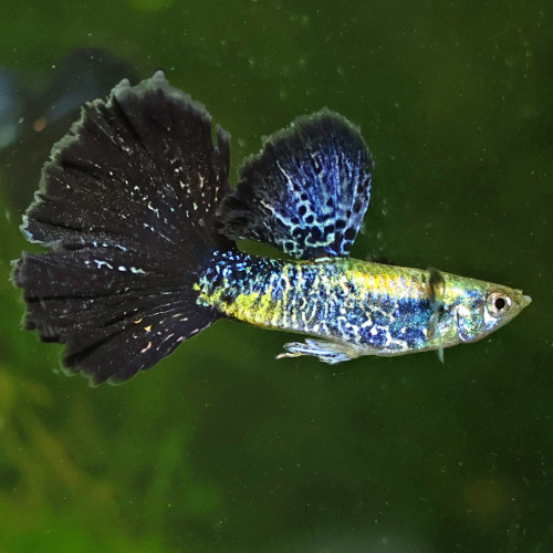 Guppy sélection Cobra blue navy