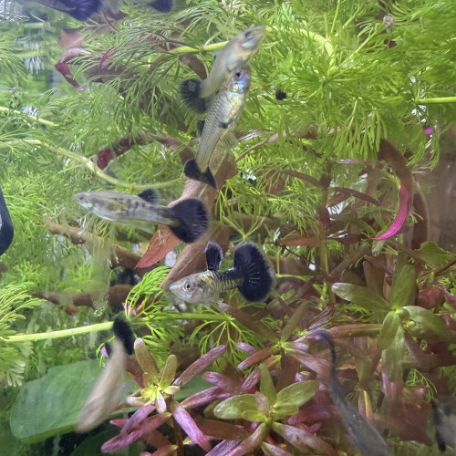 Guppy sélection Cobra blue navy