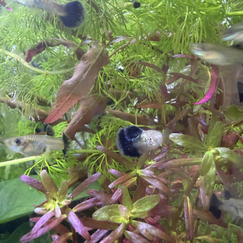 Guppy sélection Cobra blue navy