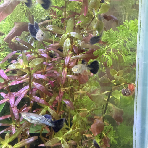 Guppy sélection Cobra blue navy