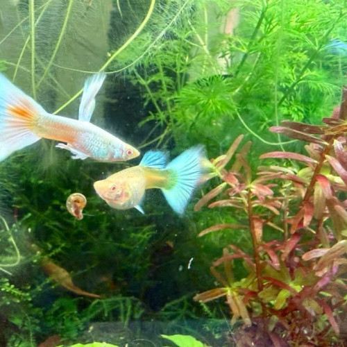 Guppy sélection Couple White platinum