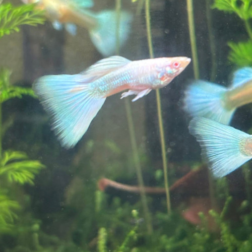 Guppy sélection Couple White platinum