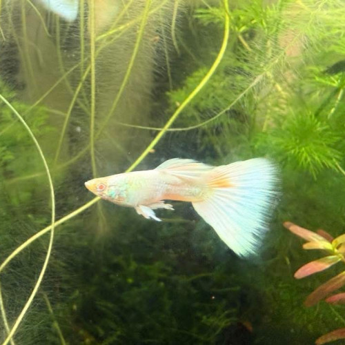 Guppy sélection Couple White platinum