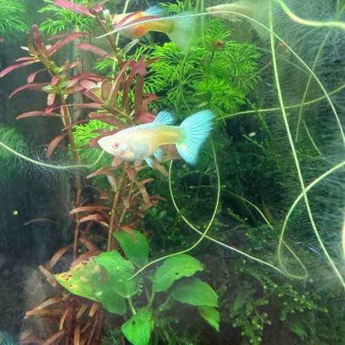 Guppy sélection Couple White platinum