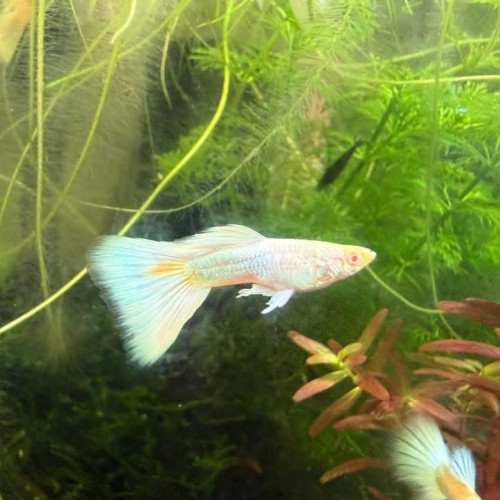 Guppy sélection Couple White platinum