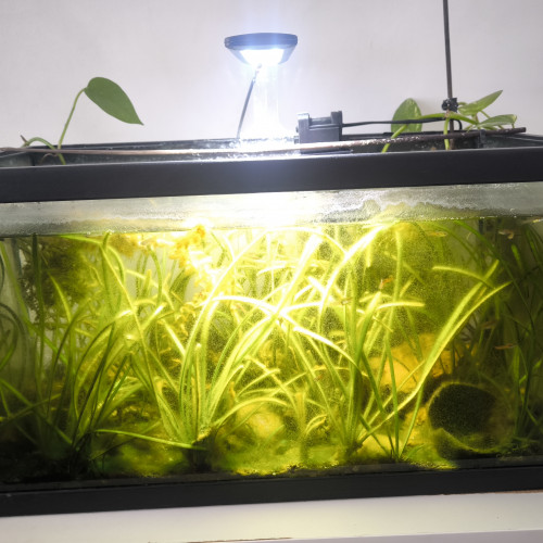 Vends aquarium avec tous ses petits poissons et accessoires+ lampe