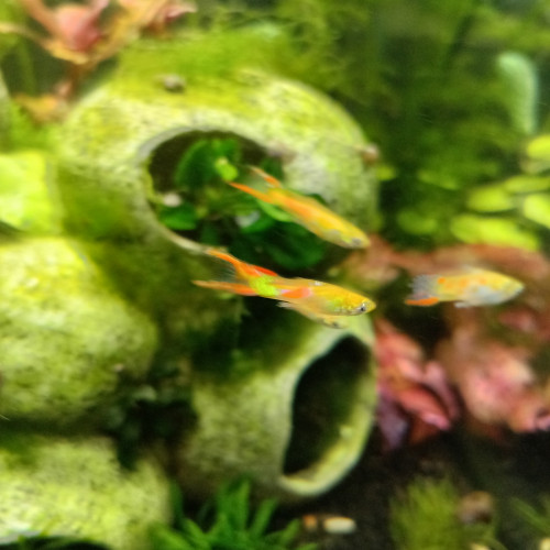 Guppy endler